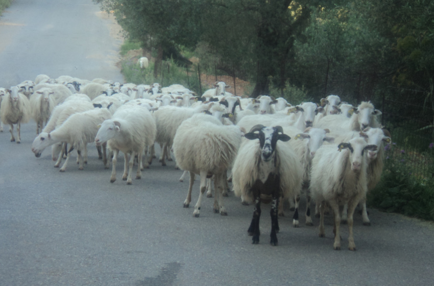  Συνεχίζεται η Απογραφή Γεωργίας – Κτηνοτροφίας 2021,ολοκληρώνεται στις 22 Ιουνίου 2021 από την Ελληνική Στατιστική Αρχή (ΕΛΣΤΑΤ).