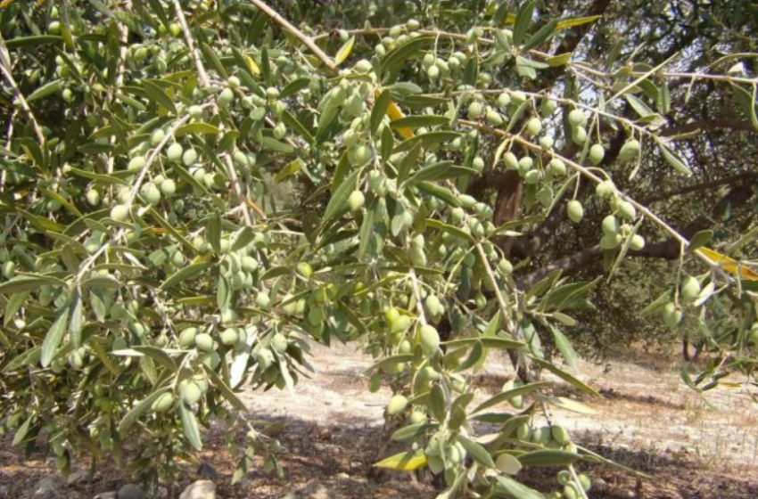  Επιδότηση ανά ελαιόδεντρο – Τι θα γίνει με το «πρασίνισμα» – Αλλαγές και στην αιγοπροβατοτροφία